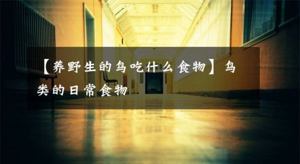 【养野生的鸟吃什么食物】鸟类的日常食物文章配图