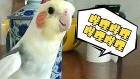 【鹦鹉美食】揭秘鹦鹉最爱吃哪些虫子从口感到营养全面解析！