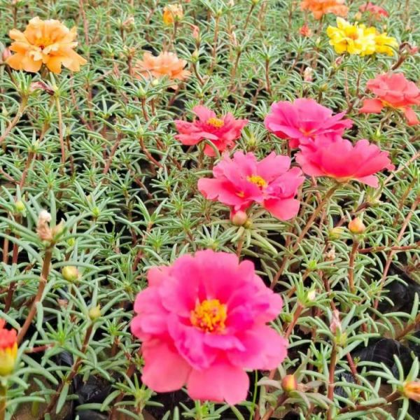 太阳花
