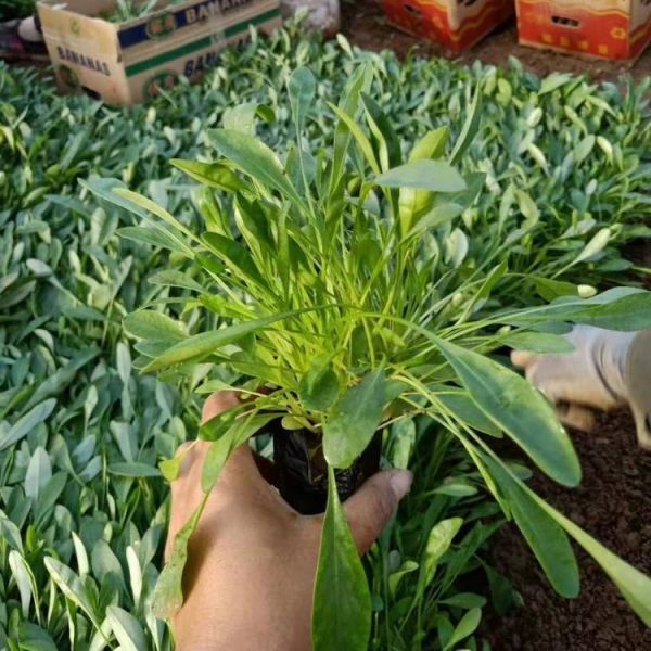 金鸡菊
