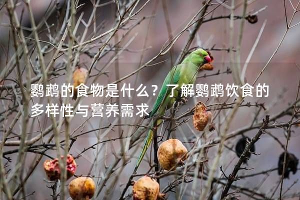 鹦鹉的食物是什么？了解鹦鹉饮食的多样性与营养需求