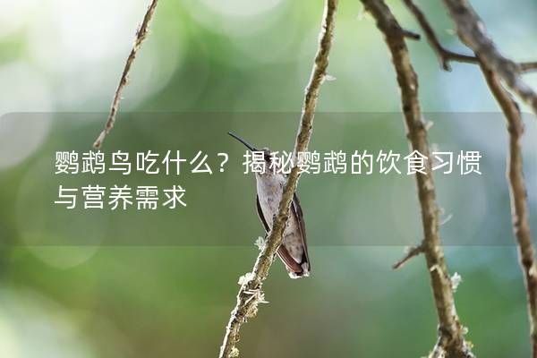 鹦鹉鸟吃什么？揭秘鹦鹉的饮食习惯与营养需求