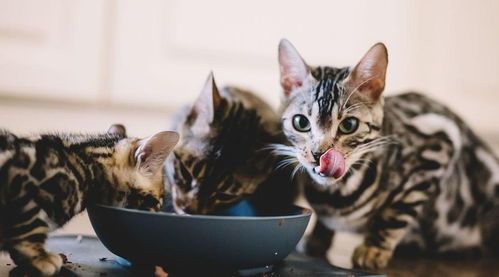 新生小猫应如何喂养?何时开始添加辅食?