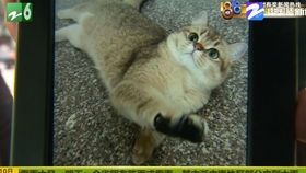 新生小猫应如何喂养?何时开始添加辅食?