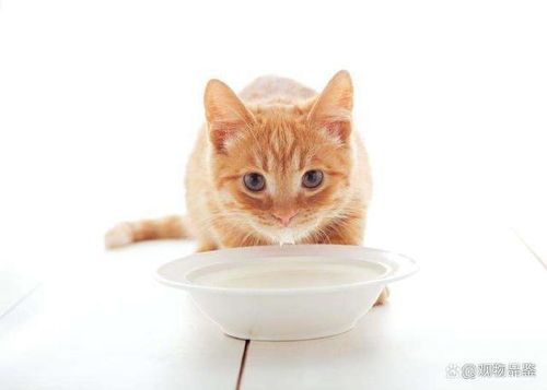 猫咪20天不够奶吃了,是时候添加辅食了吗?