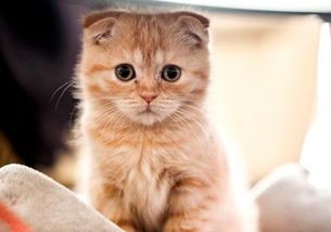 猫咪20天不够奶吃了,是时候添加辅食了吗?