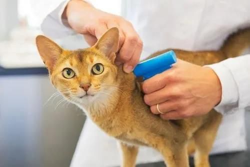 猫咪辅食添加肉类,如何选择合适的肉类?