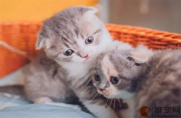 猫有皮肤病怎么治疗最快 多久能好