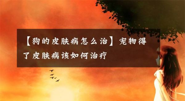 【狗的皮肤病怎么治】宠物得了皮肤病该如何治疗文章配图