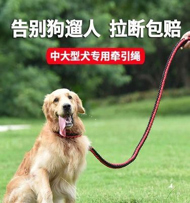 为什么狗狗喜欢用脖子蹭地（探究狗狗行为的原因及相关解决方案）