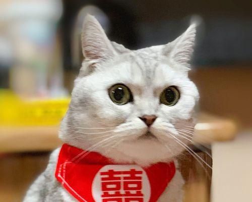 为什么狗狗喜欢用脖子蹭地（探究狗狗行为的原因及相关解决方案）
