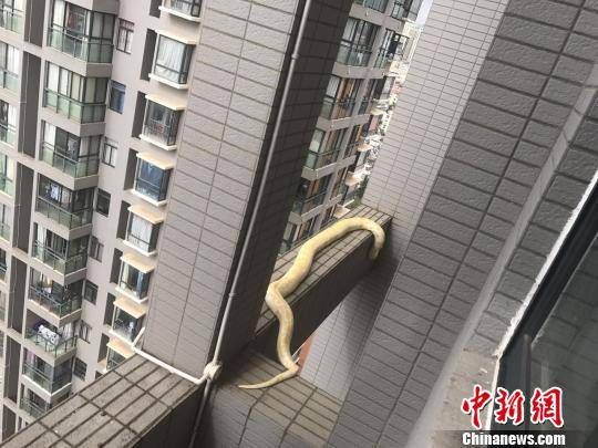 昆明一小区现国家一级保护动物黄金蟒。云南野生蛇类很多？-图1