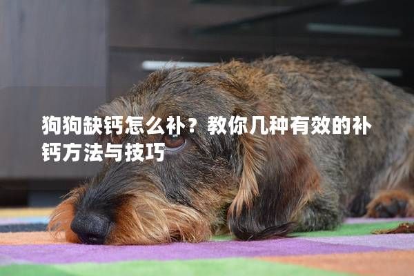 狗狗缺钙怎么补？教你几种有效的补钙方法与技巧