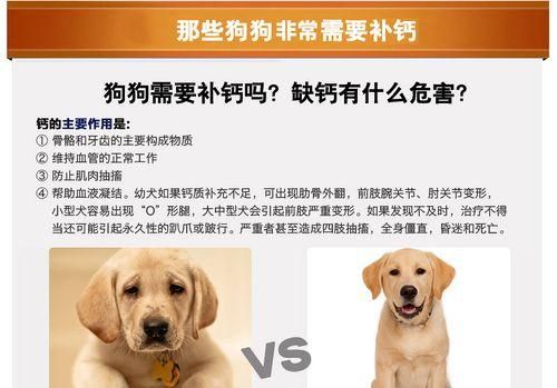 狗狗钙粉的重要性（维护宠物健康以钙质为基石）