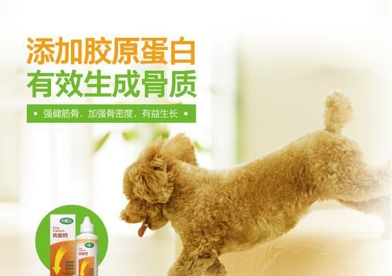 如何给宠物狗狗补充液体钙（狗狗缺钙的表现及液体钙的作用）