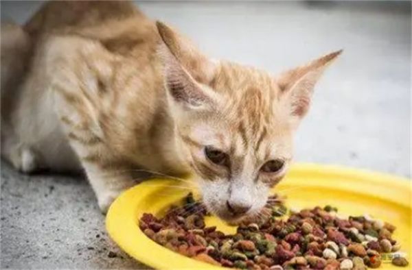 猫吃人的维生素b剂量是多少 一天吃几次