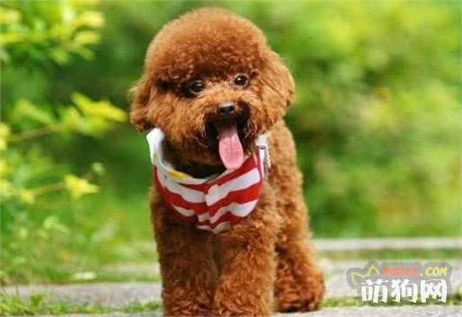 盘点十大小型犬选秀-最可爱的是它