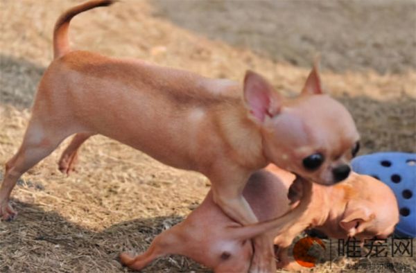 小型犬排名前10名