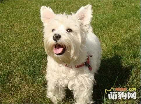 8种适合有小孩家庭饲养的小型萌犬，个个都是萌萌哒！
