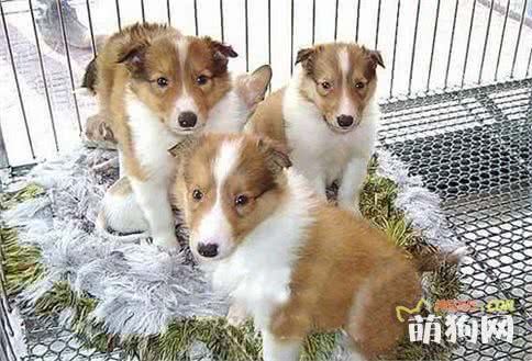 8种适合有小孩家庭饲养的小型萌犬，个个都是萌萌哒！