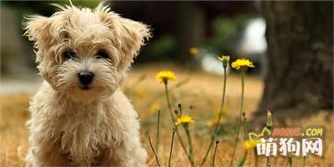 8种适合有小孩家庭饲养的小型萌犬，个个都是萌萌哒！