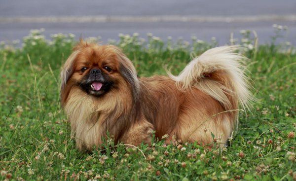 宠物狗小型犬有哪些
