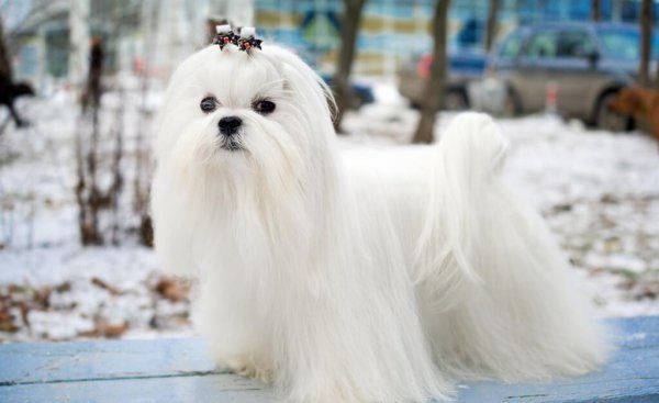 宠物狗小型犬有哪些