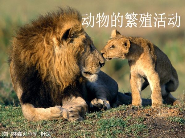 动物的繁殖活动.ppt_第2页