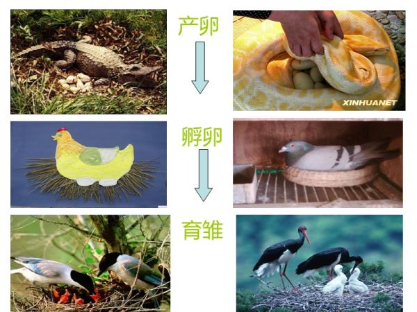 动物的繁殖活动.ppt_第4页