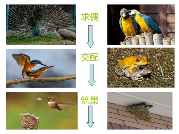动物的繁殖活动.ppt_第3页