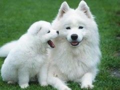 涿州出售自家繁殖小体红棕色泰迪熊宠物狗幼犬