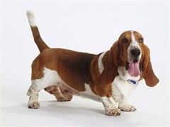 涿州出售自家繁殖小体红棕色泰迪熊宠物狗幼犬
