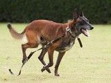 北京通州哪里买到品相好的马犬 犬舍繁殖基地 公母齐全
