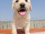 东城哪里有犬舍基地拉布拉多犬 宠物养殖基地 可视频挑选