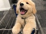 北京哪里有犬舍基地金毛犬 宠物养殖基地 可视频挑选