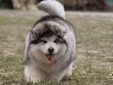 雪纳瑞多少钱-北京CKU认证犬舍直销 欢迎现场挑选狗狗