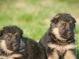 昌平哪里有卖德国牧羊犬 犬舍繁殖基地 公母齐全