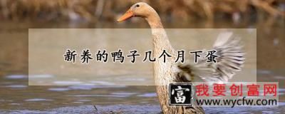 新养的鸭子几个月下蛋