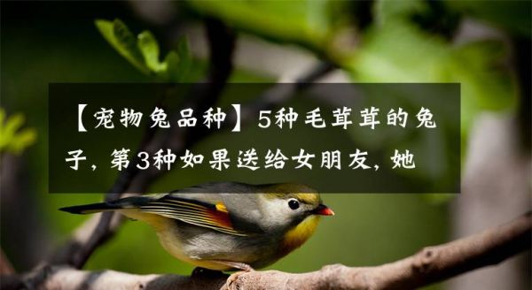 【宠物兔品种】5种毛茸茸的兔子, 第3种如果送给女朋友, 她一定会很喜欢文章配图