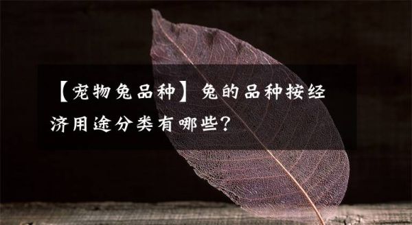 【宠物兔品种】兔的品种按经济用途分类有哪些？