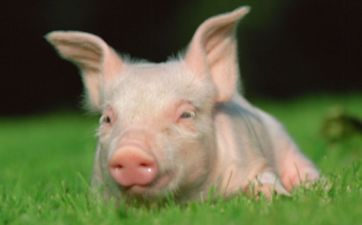 猪2023年佩戴和摆放什么饰品好 属猪2023年开运吉祥物