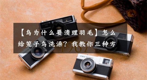 【鸟为什么要清理羽毛】怎么给笼子鸟洗澡？我教你三种方法文章配图