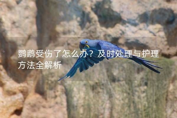 鹦鹉受伤了怎么办？及时处理与护理方法全解析