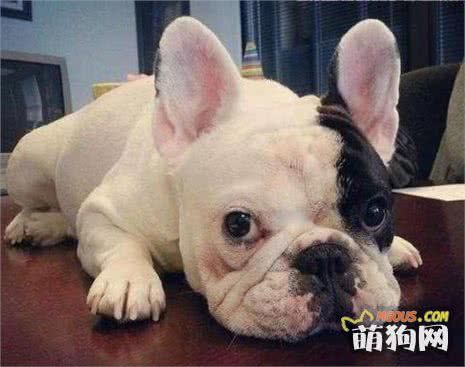 狗狗营养品！铲屎官们买对了吗？