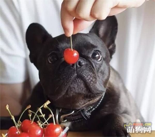 狗狗营养品！铲屎官们买对了吗？