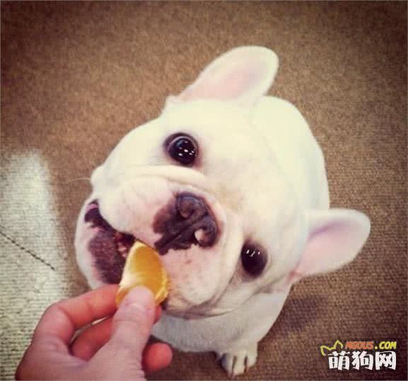 狗狗营养品！铲屎官们买对了吗？