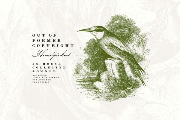 58款复古鸟类插画素材 58 Birds Illustrations插图(1)
