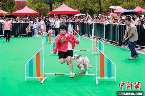 狗狗障碍赛。校方供图