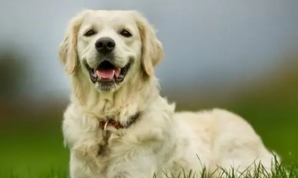 狗狗羊奶粉有哪些好处？