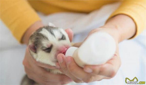 如何正确给犬喂食羊奶粉？把握这几个小诀窍